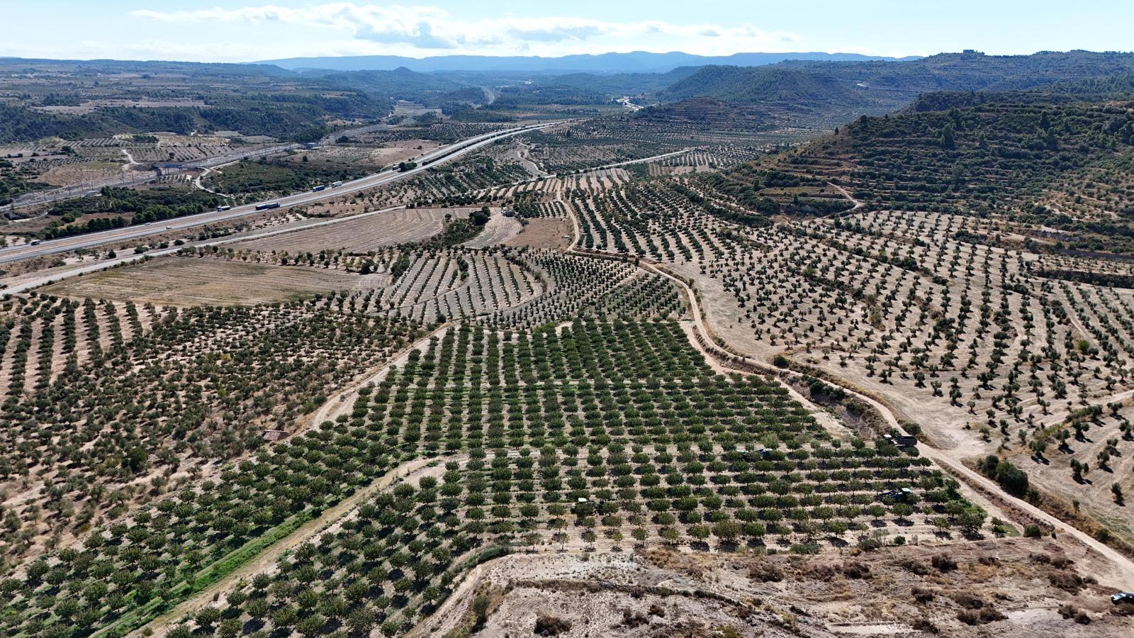 Vista aérea de una finca de pistachos de Europistachios
